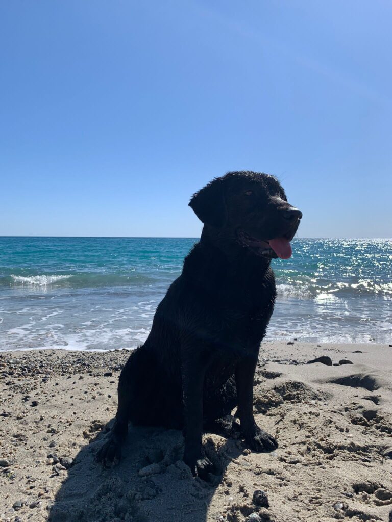 pet-friendly-poseidon