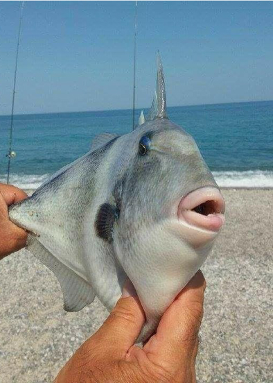 pesce-poseidon